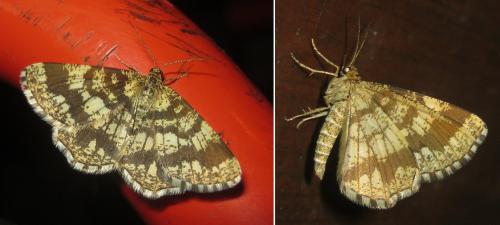 Chiasmia clathrata